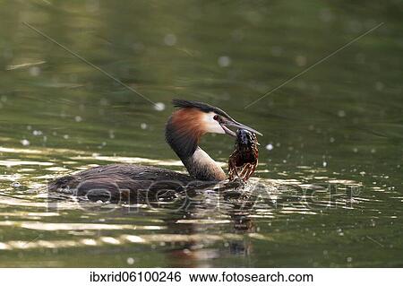 Great crested grebe (Podiceps cristatus) with captured crayfish in its beak, Lower Rhine, North Rhine-Westphalia, Germany, Europe View Large Photo Image Stock Photograph - Great crested grebe (Podiceps cristatus) with captured crayfish in its beak, Lower Rhine, North Rhine-Westphalia, Germany, Europe. Fotosearch
