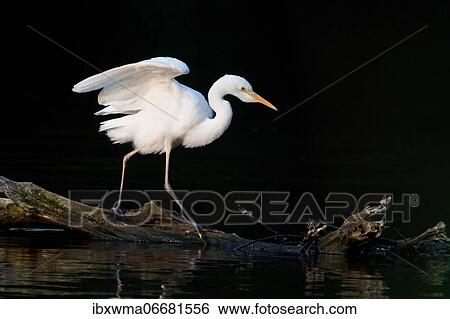 Great egret (Ardea alba) on dead wood in water, Hesse, Germany, Europe View Large Photo Image Stock Photograph - Great egret (Ardea alba) on dead wood in water, Hesse, Germany, Europe. Fotosearch