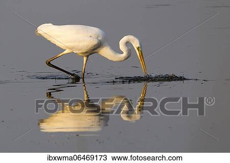Great egret (Ardea alba) on prey hunt at the water, Hesse, Germany, Europe View Large Photo Image Stock Image - Great egret (Ardea alba) on prey hunt at the water, Hesse, Germany, Europe. Fotosearch