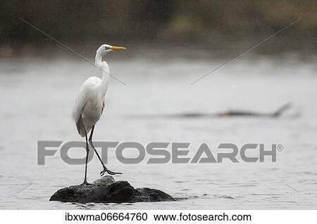 Great egret (Ardea alba), standing on dead wood in water, Hesse, Germany, Europe View Large Photo Image Stock Image - Great egret (Ardea alba), standing on dead wood in water, Hesse, Germany, Europe. Fotosearch