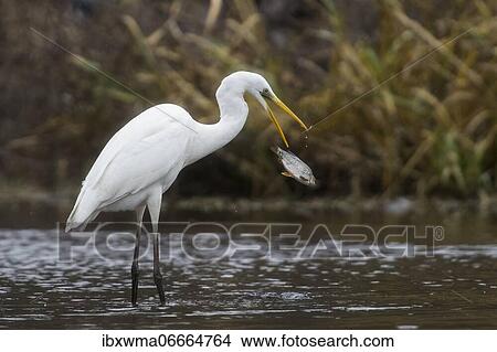 Picture - Great egret (Ardea alba) with captured fish, Hesse, Germany, Europe. Fotosearch
