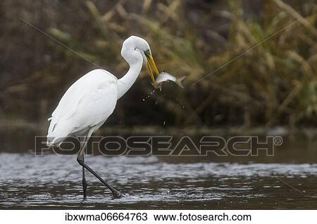Great egret (Ardea alba), with captured fish in its beak, Hesse, Germany, Europe View Large Photo Image Stock Image - Great egret (Ardea alba), with captured fish in its beak, Hesse, Germany, Europe. Fotosearch