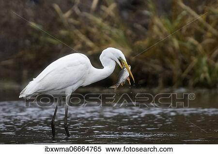 Great egret (Ardea alba) with captured fish, Hesse, Germany, Europe View Large Photo Image Stock Photography - Great egret (Ardea alba) with captured fish, Hesse, Germany, Europe. Fotosearch