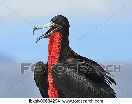 Great Frigatebird (Fregata minor), male, Santa Fé Island, Galapagos, Ecuador, South America View Large Photo Image Picture - Great Frigatebird (Fregata minor), male, Santa Fé Island, Galapagos, Ecuador, South America. Fotosearch