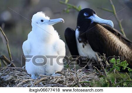 Great Frigatebird (Fregata minor), chick and female, Seymour Norte Island, Galapagos, Ecuador, South America View Large Photo Image Stock Photo - Great Frigatebird (Fregata minor), chick and female, Seymour Norte Island, Galapagos, Ecuador, South America. Fotosearch
