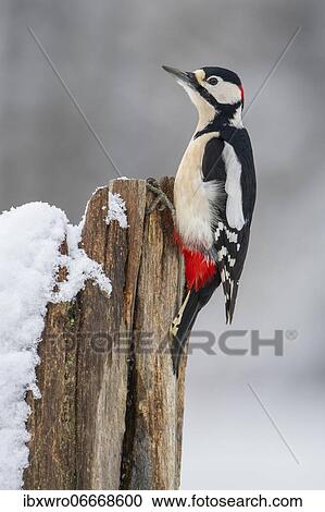 Stock Image - Great spotted woodpecker (Dendrocopos major) (Syn.: Picoides major) at the woodpecker forge, Oldenburg Münsterland, winter, Germany, Europe. Fotosearch