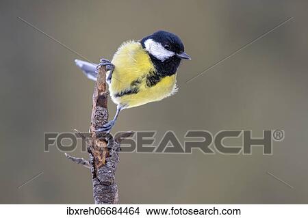 Great tit (Parus major), sitting on a branch, Terfens, Tyrol, Austria, Europe View Large Photo Image Picture - Great tit (Parus major), sitting on a branch, Terfens, Tyrol, Austria, Europe. Fotosearch