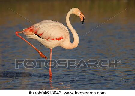 Greater flamingo (Phoenicopterus roseus) standing in shallow water, Camargue, Provence, France, Europe View Large Photo Image Stock Image - Greater flamingo (Phoenicopterus roseus) standing in shallow water, Camargue, Provence, France, Europe. Fotosearch