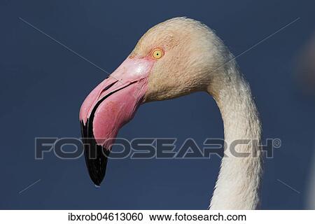 Greater flamingo (Phoenicopterus roseus) portrait, Camargue, Provence, France, Europe View Large Photo Image Stock Image - Greater flamingo (Phoenicopterus roseus) portrait, Camargue, Provence, France, Europe. Fotosearch