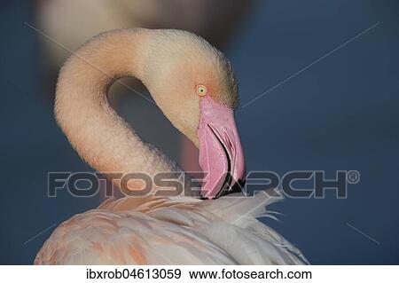 Stock Photo - Greater flamingo (Phoenicopterus roseus) preening in portrait, Camargue, Provence, France, Europe. Fotosearch