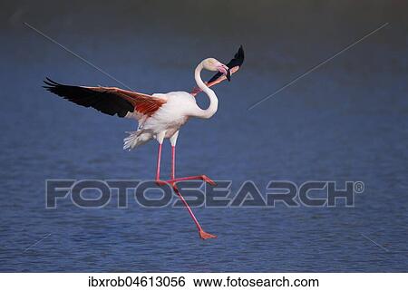 Greater flamingo (Phoenicopterus roseus) approaching, Camargue, Provence, France, Europe View Large Photo Image Stock Photograph - Greater flamingo (Phoenicopterus roseus) approaching, Camargue, Provence, France, Europe. Fotosearch
