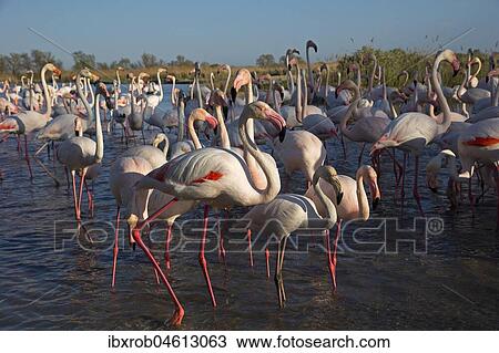 Greater flamingos (Phoenicopterus roseus) large group standing in shallow water, Camargue, Provence, France, Europe View Large Photo Image Stock Image - Greater flamingos (Phoenicopterus roseus) large group standing in shallow water, Camargue, Provence, France, Europe. Fotosearch