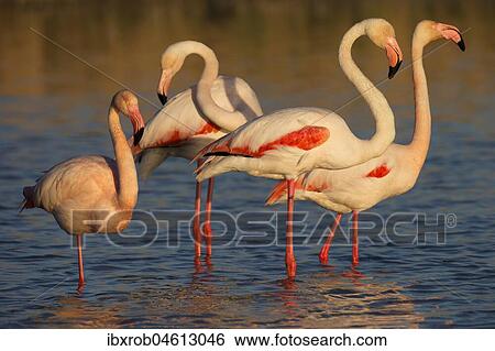 Greater flamingos (Phoenicopterus roseus) small group standing in shallow water, Camargue, Provence, France, Europe View Large Photo Image Stock Photograph - Greater flamingos (Phoenicopterus roseus) small group standing in shallow water, Camargue, Provence, France, Europe. Fotosearch
