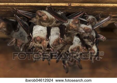 Greater mouse-eared bat (Myotis myotis), maternity roost with group of females and young in the attic of a church, Thuringia, Germany, Europe View Large Photo Image Picture - Greater mouse-eared bat (Myotis myotis), maternity roost with group of females and young in the attic of a church, Thuringia, Germany, Europe. Fotosearch
