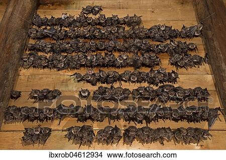 Greater mouse-eared bat (Myotis myotis), maternity roost with numerous females and young in the attic of a church, Thuringia, Germany, Europe View Large Photo Image Picture - Greater mouse-eared bat (Myotis myotis), maternity roost with numerous females and young in the attic of a church, Thuringia, Germany, Europe. Fotosearch
