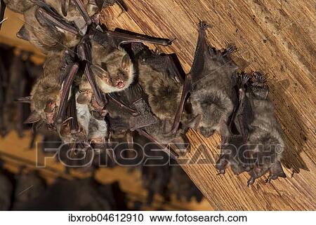 Greater mouse-eared bat (Myotis myotis), maternity roost with females and young in the attic of a church, Thuringia, Germany, Europe View Large Photo Image Stock Image - Greater mouse-eared bat (Myotis myotis), maternity roost with females and young in the attic of a church, Thuringia, Germany, Europe. Fotosearch
