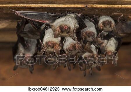 Greater mouse-eared bat (Myotis myotis), maternity roost with group of females and young in the attic of a church, Thuringia, Germany, Europe View Large Photo Image Stock Image - Greater mouse-eared bat (Myotis myotis), maternity roost with group of females and young in the attic of a church, Thuringia, Germany, Europe. Fotosearch