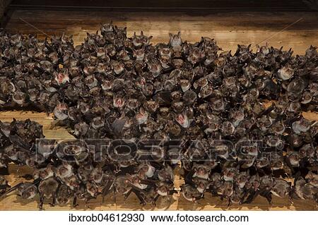 Greater mouse-eared bat (Myotis myotis), maternity roost with numerous females and young in the attic of a church, Thuringia, Germany, Europe View Large Photo Image Stock Image - Greater mouse-eared bat (Myotis myotis), maternity roost with numerous females and young in the attic of a church, Thuringia, Germany, Europe. Fotosearch