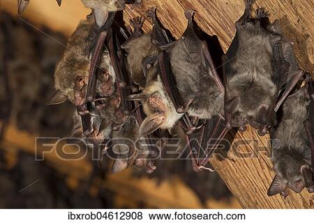 Stock Photo - Greater mouse-eared bat (Myotis myotis), maternity roost with females and young in the attic of a church, Thuringia, Germany, Europe. Fotosearch
