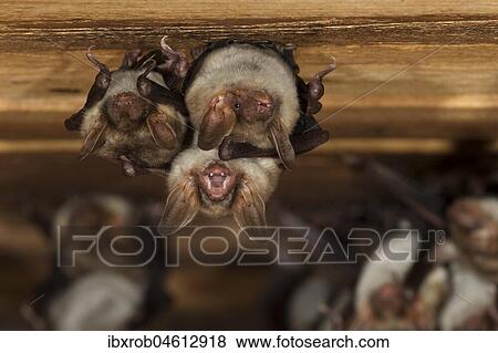 Stock Photo - Greater mouse-eared bat (Myotis myotis), female in a church attic, Thuringia, Germany, Europe. Fotosearch