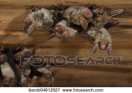 Greater mouse-eared bat (Myotis myotis), maternity roost with group of females in the attic of a church, Thuringia, Germany, Europe View Large Photo Image Stock Photo - Greater mouse-eared bat (Myotis myotis), maternity roost with group of females in the attic of a church, Thuringia, Germany, Europe. Fotosearch