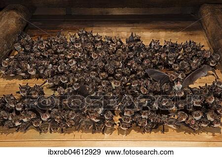 Greater mouse-eared bat (Myotis myotis), maternity roost with numerous females and young in the attic of a church, Thuringia, Germany, Europe View Large Photo Image Stock Photo - Greater mouse-eared bat (Myotis myotis), maternity roost with numerous females and young in the attic of a church, Thuringia, Germany, Europe. Fotosearch