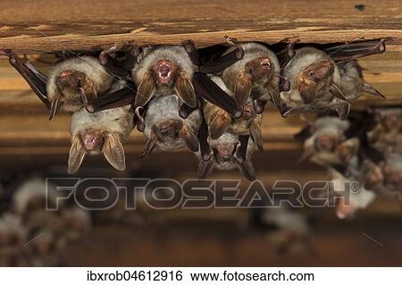Greater mouse-eared bat (Myotis myotis), maternity roost with group of females and young in the attic of a church, Thuringia, Germany, Europe View Large Photo Image Stock Photograph - Greater mouse-eared bat (Myotis myotis), maternity roost with group of females and young in the attic of a church, Thuringia, Germany, Europe. Fotosearch