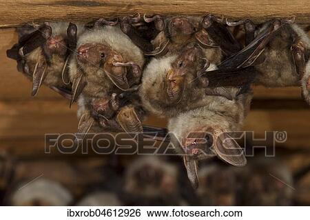 Greater mouse-eared bat (Myotis myotis), maternity roost with group of females in the attic of a church, Thuringia, Germany, Europe View Large Photo Image Stock Photograph - Greater mouse-eared bat (Myotis myotis), maternity roost with group of females in the attic of a church, Thuringia, Germany, Europe. Fotosearch
