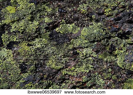 Green lichen on rock, Klostertal, Silvretta Group, Vorarlberg, Austria, Europe View Large Photo Image Stock Photo - Green lichen on rock, Klostertal, Silvretta Group, Vorarlberg, Austria, Europe. Fotosearch