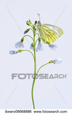 Green-veined white (Pieris napi) on meadow foamwort (Cardamine pratensis), butterfly, released, Germany, Europe View Large Photo Image Stock Photograph - Green-veined white (Pieris napi) on meadow foamwort (Cardamine pratensis), butterfly, released, Germany, Europe. Fotosearch