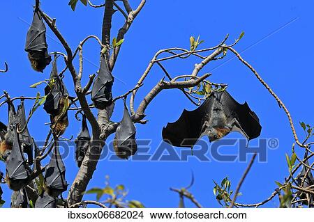 Grey-headed flying fox (Pteropus poliocephalus), adult, group, day, resting, sleeping, in sleeping tree, Adelaide, South Australia, Australia, Oceania View Large Photo Image Picture - Grey-headed flying fox (Pteropus poliocephalus), adult, group, day, resting, sleeping, in sleeping tree, Adelaide, South Australia, Australia, Oceania. Fotosearch