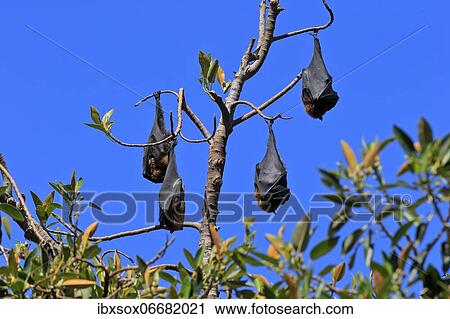 Stock Image - Grey-headed flying fox (Pteropus poliocephalus), adult, group, day, resting, sleeping, in sleeping tree, Adelaide, South Australia, Australia, Oceania. Fotosearch