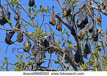 Grey-headed flying fox (Pteropus poliocephalus), adult, group, day, resting, sleeping, in sleeping tree, Adelaide, South Australia, Australia, Oceania View Large Photo Image Stock Image - Grey-headed flying fox (Pteropus poliocephalus), adult, group, day, resting, sleeping, in sleeping tree, Adelaide, South Australia, Australia, Oceania. Fotosearch