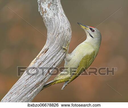 Grey-headed woodpecker (Picus canus), male on pine branch in autumn, Swabian Alb Biosphere Reserve, Baden-Württemberg, Germany, Europe View Large Photo Image Stock Photograph - Grey-headed woodpecker (Picus canus), male on pine branch in autumn, Swabian Alb Biosphere Reserve, Baden-Württemberg, Germany, Europe. Fotosearch