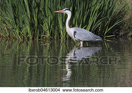 Grey heron (Ardea cinerea), adult bird standing in shallow water, Camargue, Provence, France, Europe View Large Photo Image Picture - Grey heron (Ardea cinerea), adult bird standing in shallow water, Camargue, Provence, France, Europe. Fotosearch