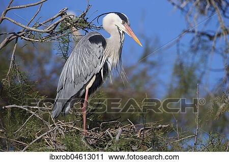 Grey heron (Ardea cinerea), adult bird on nest, Camargue, Provence, France, Europe View Large Photo Image Stock Image - Grey heron (Ardea cinerea), adult bird on nest, Camargue, Provence, France, Europe. Fotosearch