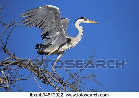 Stock Image - Grey heron (Ardea cinerea), adult bird on tree, Camargue, Provence, France, Europe. Fotosearch