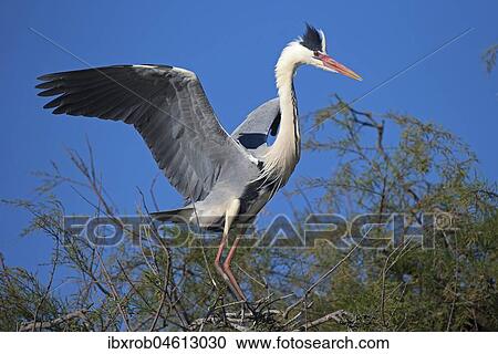 Grey heron (Ardea cinerea), adult bird on tree, Camargue, Provence, France, Europe View Large Photo Image Stock Image - Grey heron (Ardea cinerea), adult bird on tree, Camargue, Provence, France, Europe. Fotosearch