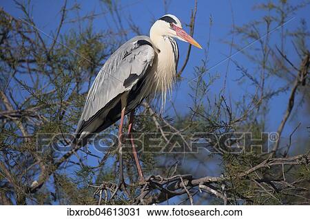 Stock Image - Grey heron (Ardea cinerea), adult bird on tree, Camargue, Provence, France, Europe. Fotosearch