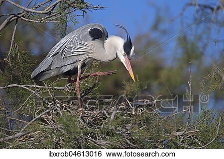 Grey heron (Ardea cinerea), adult bird on nest, Camargue, Provence, France, Europe View Large Photo Image Stock Photograph - Grey heron (Ardea cinerea), adult bird on nest, Camargue, Provence, France, Europe. Fotosearch