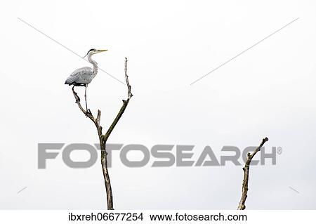 Grey heron (Ardea cinerea), sitting on a scrawny tree, Vorarlberg, Austria, Europe View Large Photo Image Picture - Grey heron (Ardea cinerea), sitting on a scrawny tree, Vorarlberg, Austria, Europe. Fotosearch