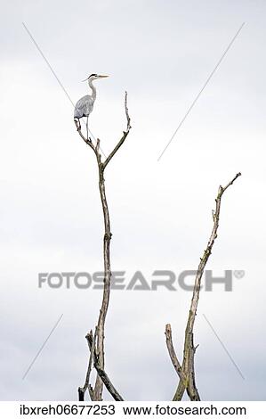 Grey heron (Ardea cinerea), sitting on a scrawny tree, Vorarlberg, Austria, Europe View Large Photo Image Stock Image - Grey heron (Ardea cinerea), sitting on a scrawny tree, Vorarlberg, Austria, Europe. Fotosearch