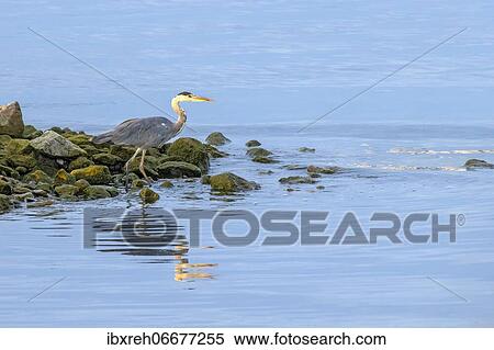 Grey heron (Ardea cinerea), standing in shallow water on the shore, Vorarlberg, Austria, Europe View Large Photo Image Stock Photography - Grey heron (Ardea cinerea), standing in shallow water on the shore, Vorarlberg, Austria, Europe. Fotosearch