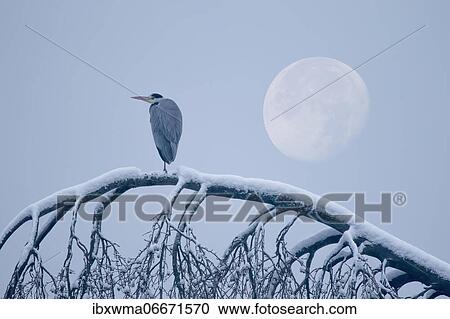 Grey heron (Ardea cinerea) standing on a snowy tree trunk during full moon, Hesse, Germany, Europe View Large Photo Image Stock Image - Grey heron (Ardea cinerea) standing on a snowy tree trunk during full moon, Hesse, Germany, Europe. Fotosearch