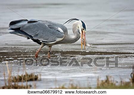 Grey heron (Ardea cinerea) with captured fish in a half-frozen lake, Hesse, Germany, Europe View Large Photo Image Stock Image - Grey heron (Ardea cinerea) with captured fish in a half-frozen lake, Hesse, Germany, Europe. Fotosearch
