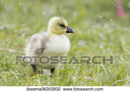 Greylag goose (Anser anser), chick in a meadow during snowfall, Hesse, Germany, Europe View Large Photo Image Stock Image - Greylag goose (Anser anser), chick in a meadow during snowfall, Hesse, Germany, Europe. Fotosearch