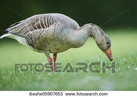 Greylag goose (Anser anser) on a field, Franconia, Bavaria, Germany, Europe View Large Photo Image Stock Image - Greylag goose (Anser anser) on a field, Franconia, Bavaria, Germany, Europe. Fotosearch