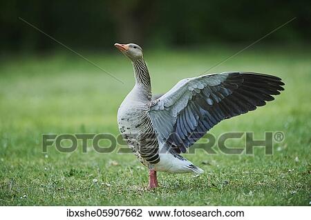 Greylag goose (Anser anser) on a field, Franconia, Bavaria, Germany, Europe View Large Photo Image Stock Image - Greylag goose (Anser anser) on a field, Franconia, Bavaria, Germany, Europe. Fotosearch