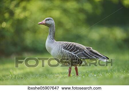 Greylag goose (Anser anser) on a field, Franconia, Bavaria, Germany, Europe View Large Photo Image Stock Photo - Greylag goose (Anser anser) on a field, Franconia, Bavaria, Germany, Europe. Fotosearch