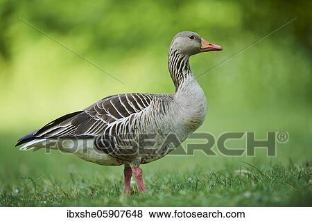 Greylag goose (Anser anser) on a field, Franconia, Bavaria, Germany, Europe View Large Photo Image Stock Photo - Greylag goose (Anser anser) on a field, Franconia, Bavaria, Germany, Europe. Fotosearch